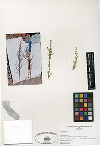 Herbarium Sheet of 